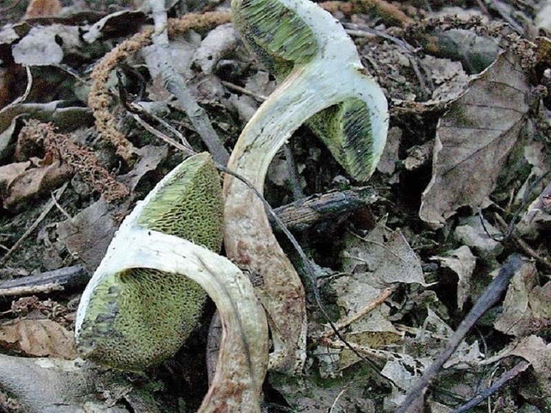 407 Agosto vecchio ritrovamento